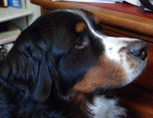 My Lovely Old Berner, Dori.